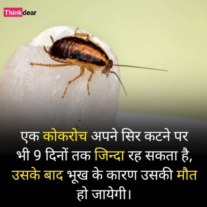 Amazing Fact in Hindi 