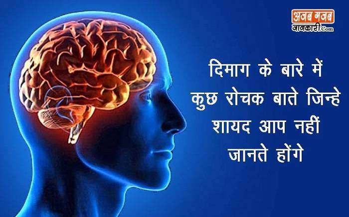Interesting Facts About Human Brain in Hindi