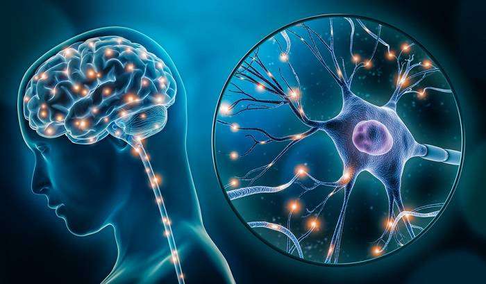 मानव मस्तिष्क के बारे में रोचक तथ्य