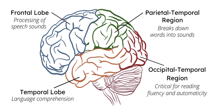🧠 Chapter 3: How Our Brains Influence What We See